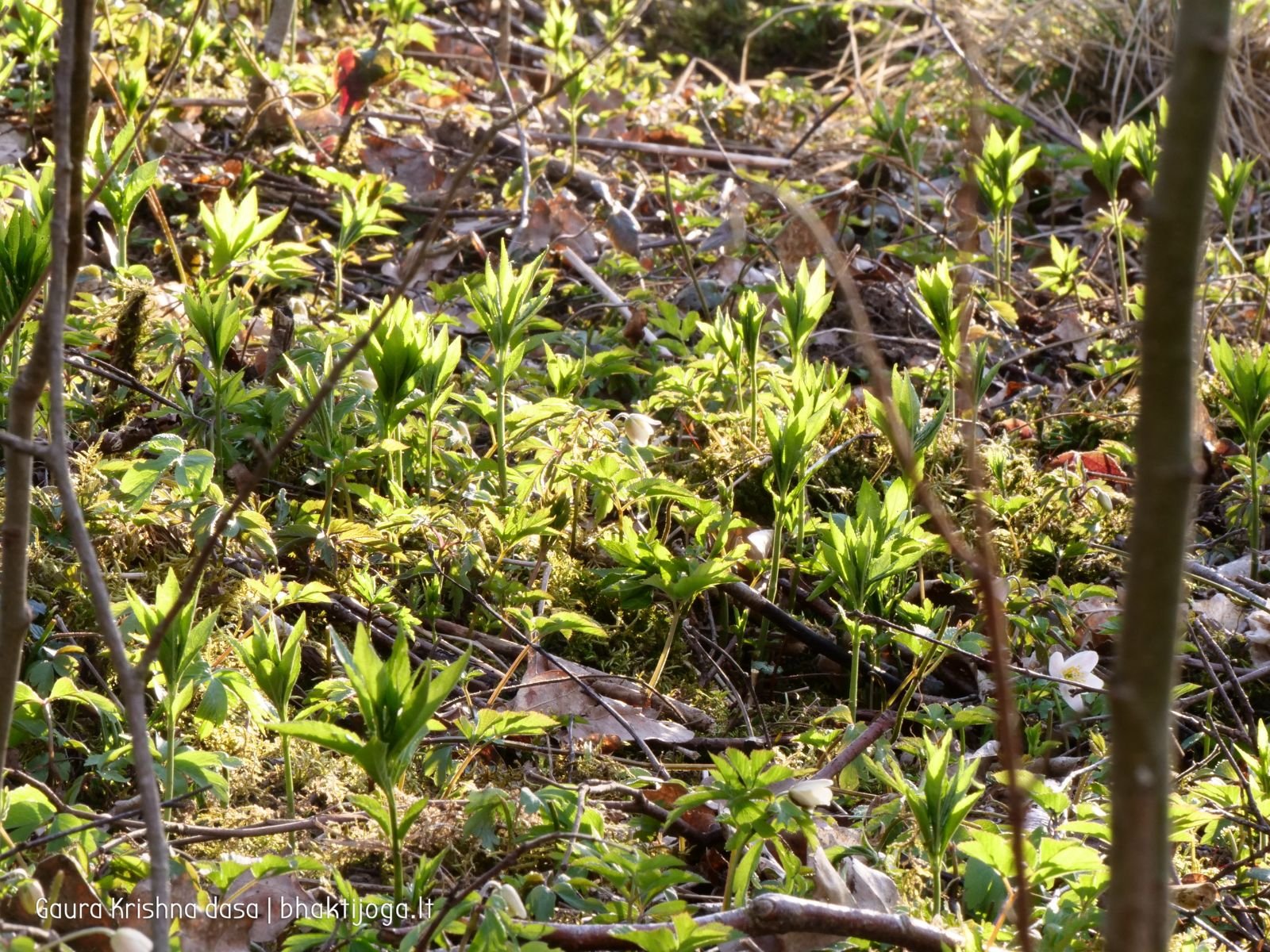 11 pavasari ismintinga gamta stiebiasi maksimaliai i virsu sakalu  kaimas 2020 04 19